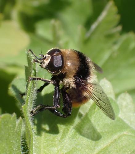 Merodon equestris